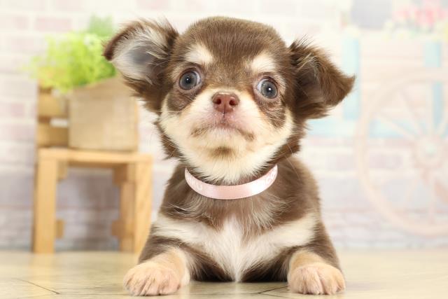 愛知県のチワワ(ロング) (Coo&RIKU豊橋店/2025年10月30日生まれ/女の子/チョコレートクリーム)の子犬の1枚目の画像