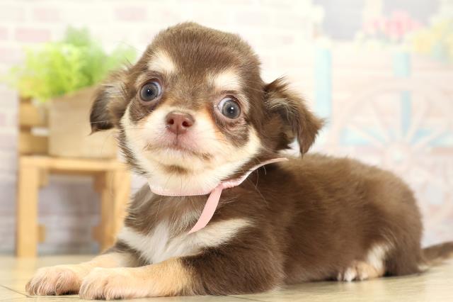 愛知県のチワワ(ロング) (Coo&RIKU豊橋店/2025年10月30日生まれ/女の子/チョコレートクリーム)の子犬の3枚目の画像