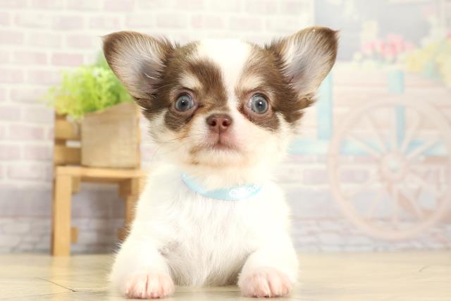 静岡県のチワワ(ロング) (Coo&RIKU静岡SBS通り店/2025年10月30日生まれ/男の子/ホワイトチョコレートクリーム)の子犬の1枚目の画像