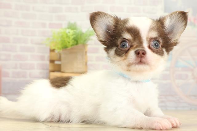 静岡県のチワワ(ロング) (Coo&RIKU静岡SBS通り店/2025年10月30日生まれ/男の子/ホワイトチョコレートクリーム)の子犬の2枚目の画像