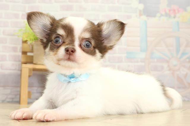 静岡県のチワワ(ロング) (Coo&RIKU静岡SBS通り店/2025年10月30日生まれ/男の子/ホワイトチョコレートクリーム)の子犬の3枚目の画像