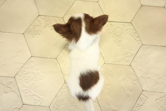 静岡県のチワワ(ロング) (Coo&RIKU静岡SBS通り店/2025年10月30日生まれ/男の子/ホワイトチョコレートクリーム)の子犬の4枚目の画像