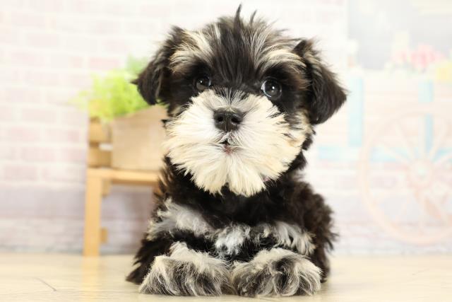 静岡県のミニチュアシュナウザー (Coo&RIKU静岡SBS通り店/2025年11月1日生まれ/女の子/ブラックシルバー)の子犬の1枚目の画像