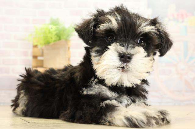 静岡県のミニチュアシュナウザー (Coo&RIKU静岡SBS通り店/2025年11月1日生まれ/女の子/ブラックシルバー)の子犬の2枚目の画像