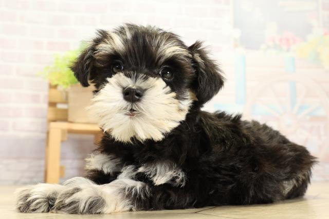 静岡県のミニチュアシュナウザー (Coo&RIKU静岡SBS通り店/2025年11月1日生まれ/女の子/ブラックシルバー)の子犬の3枚目の画像