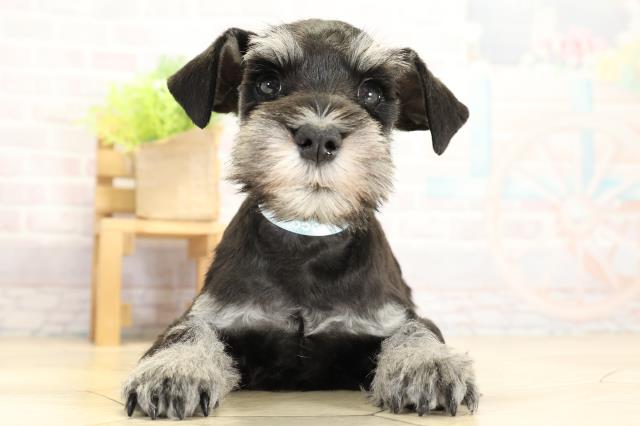 静岡県のミニチュアシュナウザー (Coo&RIKU富士店/2025年11月1日生まれ/男の子/ブラックシルバー)の子犬の1枚目の画像