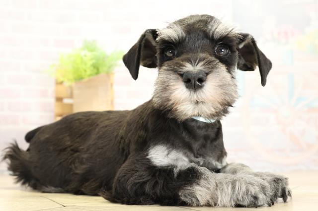 静岡県のミニチュアシュナウザー (Coo&RIKU富士店/2025年11月1日生まれ/男の子/ブラックシルバー)の子犬の2枚目の画像