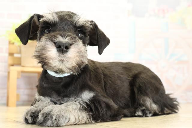 静岡県のミニチュアシュナウザー (Coo&RIKU富士店/2025年11月1日生まれ/男の子/ブラックシルバー)の子犬の3枚目の画像