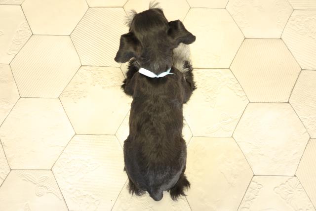 静岡県のミニチュアシュナウザー (Coo&RIKU富士店/2025年11月1日生まれ/男の子/ブラックシルバー)の子犬の4枚目の画像