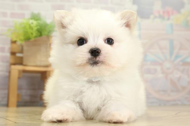 静岡県のポメマル/マルポメ(ポメラニアン×マルチーズ) (Coo&RIKU静岡SBS通り店/2025年11月2日生まれ/男の子/ホワイト)の子犬の1枚目の画像