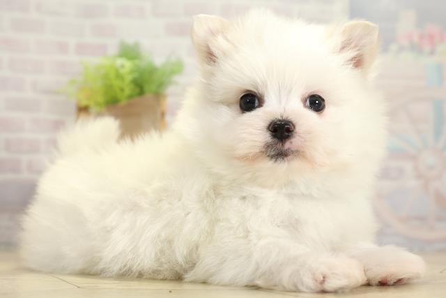 静岡県のポメマル/マルポメ(ポメラニアン×マルチーズ) (Coo&RIKU静岡SBS通り店/2025年11月2日生まれ/男の子/ホワイト)の子犬の2枚目の画像