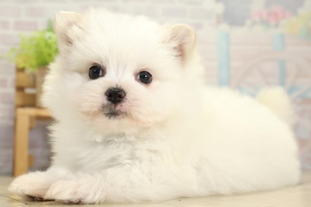 静岡県のポメマル/マルポメ(ポメラニアン×マルチーズ) (Coo&RIKU静岡SBS通り店/2025年11月2日生まれ/男の子/ホワイト)の子犬の3枚目の画像