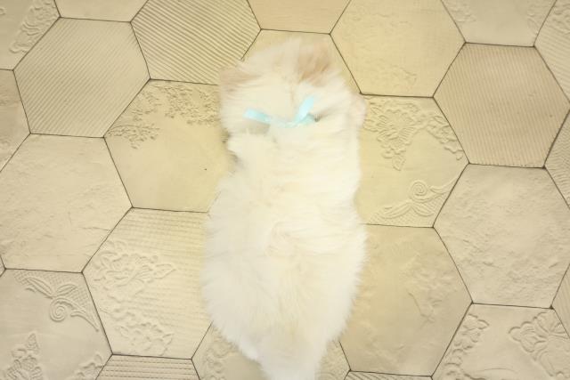 静岡県のポメマル/マルポメ(ポメラニアン×マルチーズ) (Coo&RIKU静岡SBS通り店/2025年11月2日生まれ/男の子/ホワイト)の子犬の4枚目の画像