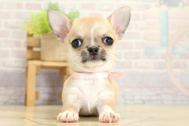 静岡県のチワワ(スムース) (Coo&RIKU富士店/2025年11月2日生まれ/女の子/フォーンホワイト)の子犬の1枚目の画像