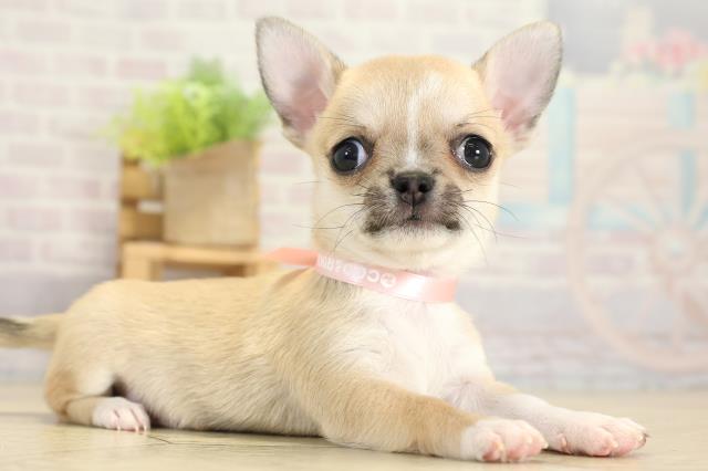 静岡県のチワワ(スムース) (Coo&RIKU富士店/2025年11月2日生まれ/女の子/フォーンホワイト)の子犬の2枚目の画像