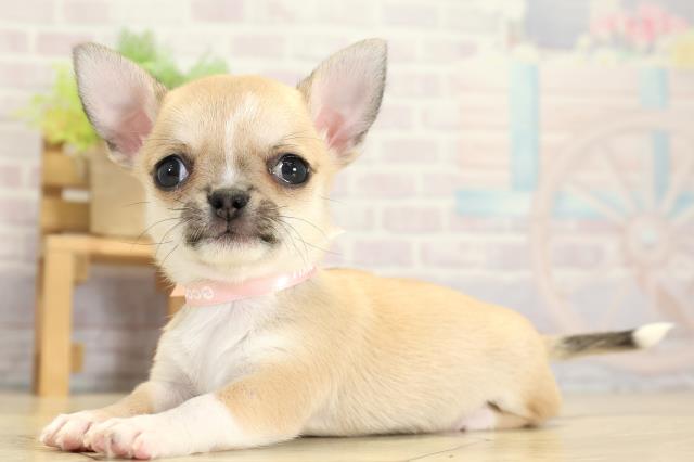 静岡県のチワワ(スムース) (Coo&RIKU富士店/2025年11月2日生まれ/女の子/フォーンホワイト)の子犬の3枚目の画像