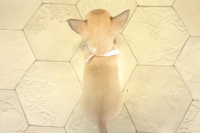 静岡県のチワワ(スムース) (Coo&RIKU富士店/2025年11月2日生まれ/女の子/フォーンホワイト)の子犬の4枚目の画像