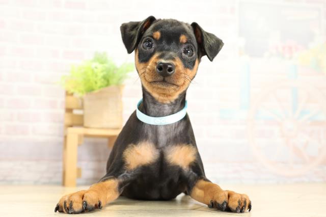 愛知県のミニチュアピンシャー (Coo&RIKU東海一宮店/2025年11月2日生まれ/男の子/ブラックタン)の子犬の1枚目の画像