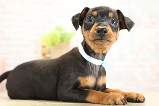 愛知県のミニチュアピンシャー (Coo&RIKU東海一宮店/2025年11月2日生まれ/男の子/ブラックタン)の子犬の2枚目の画像