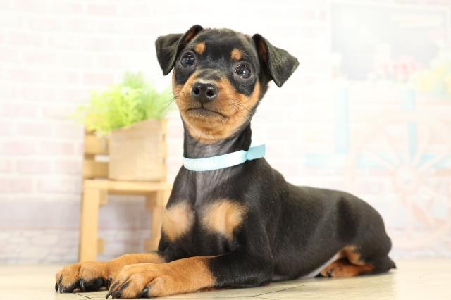 愛知県のミニチュアピンシャー (Coo&RIKU東海一宮店/2025年11月2日生まれ/男の子/ブラックタン)の子犬の3枚目の画像