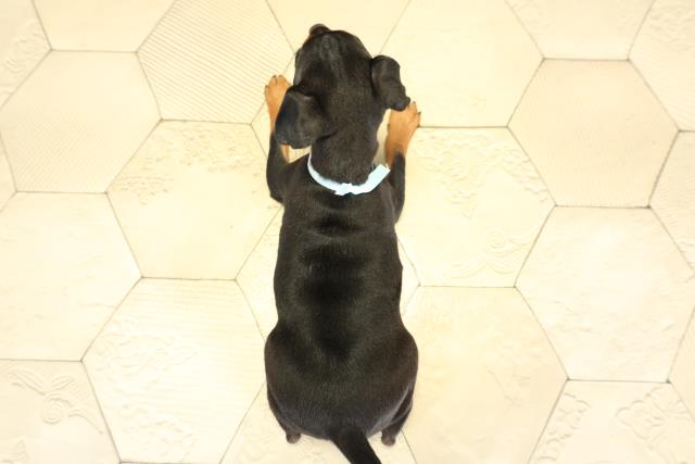 愛知県のミニチュアピンシャー (Coo&RIKU東海一宮店/2025年11月2日生まれ/男の子/ブラックタン)の子犬の4枚目の画像