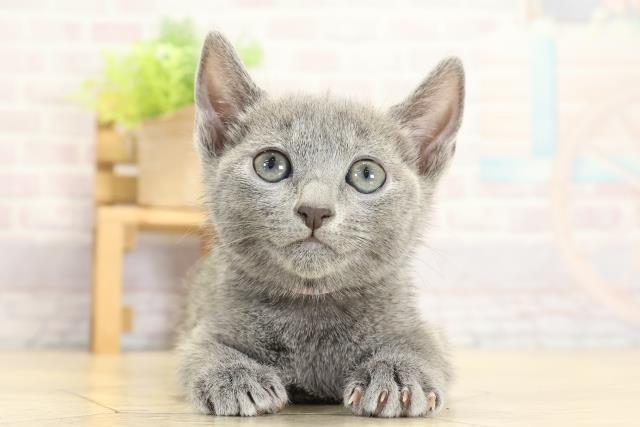 静岡県のロシアンブルー (Coo&RIKU浜松店/2025年10月25日生まれ/女の子/ブルー)の子猫の1枚目の画像