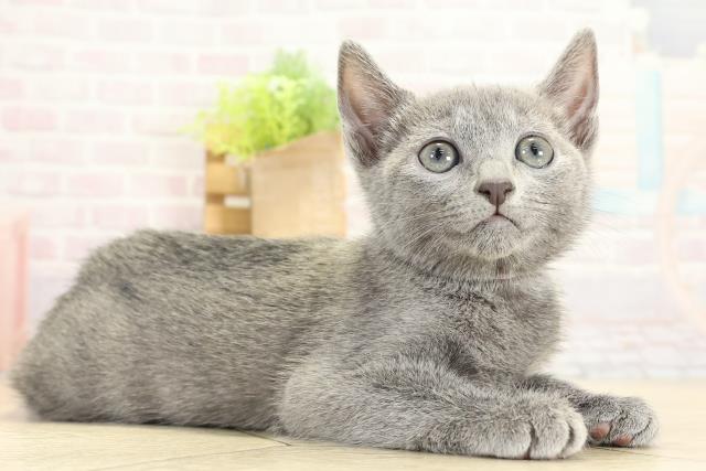 静岡県のロシアンブルー (Coo&RIKU浜松店/2025年10月25日生まれ/女の子/ブルー)の子猫の2枚目の画像