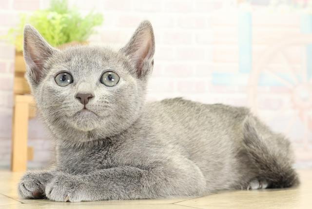 静岡県のロシアンブルー (Coo&RIKU浜松店/2025年10月25日生まれ/女の子/ブルー)の子猫の3枚目の画像