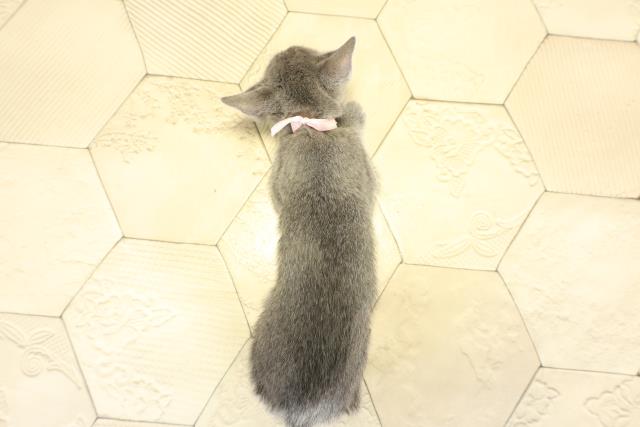 静岡県のロシアンブルー (Coo&RIKU浜松店/2025年10月25日生まれ/女の子/ブルー)の子猫の4枚目の画像