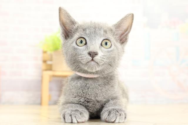静岡県のロシアンブルー (Coo&RIKU富士店/2025年10月25日生まれ/女の子/ブルー)の子猫の1枚目の画像