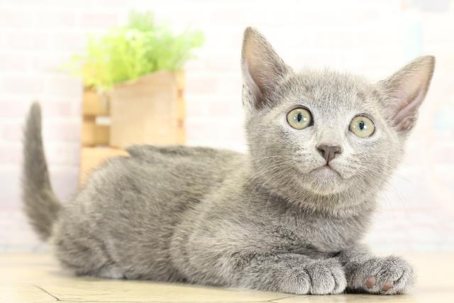 静岡県のロシアンブルー (Coo&RIKU富士店/2025年10月25日生まれ/女の子/ブルー)の子猫の2枚目の画像