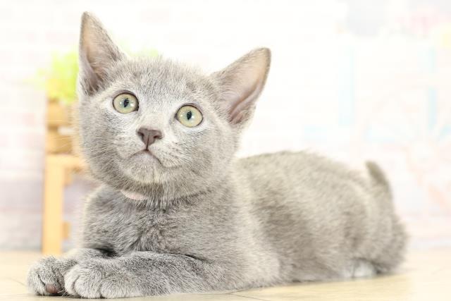 静岡県のロシアンブルー (Coo&RIKU富士店/2025年10月25日生まれ/女の子/ブルー)の子猫の3枚目の画像