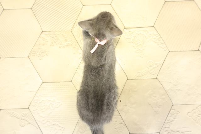 静岡県のロシアンブルー (Coo&RIKU富士店/2025年10月25日生まれ/女の子/ブルー)の子猫の4枚目の画像