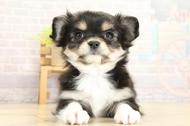 静岡県のチワワ(ロング) (Coo&RIKU掛川店/2025年11月1日生まれ/女の子/ブラッククリームホワイト)の子犬の1枚目の画像