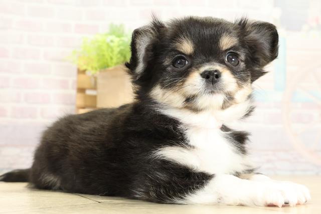 静岡県のチワワ(ロング) (Coo&RIKU掛川店/2025年11月1日生まれ/女の子/ブラッククリームホワイト)の子犬の2枚目の画像