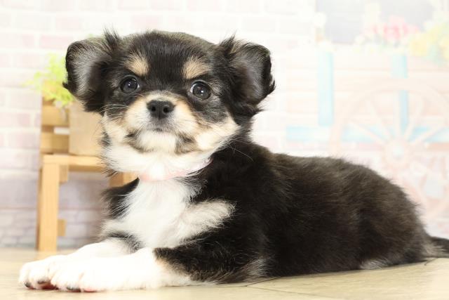 静岡県のチワワ(ロング) (Coo&RIKU掛川店/2025年11月1日生まれ/女の子/ブラッククリームホワイト)の子犬の3枚目の画像