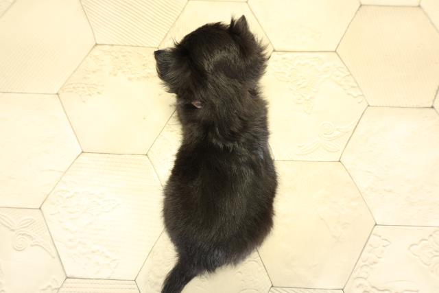 静岡県のチワワ(ロング) (Coo&RIKU掛川店/2025年11月1日生まれ/女の子/ブラッククリームホワイト)の子犬の4枚目の画像