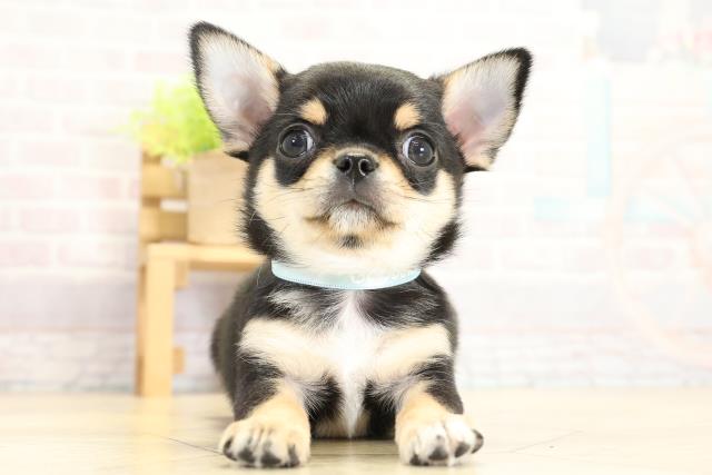 静岡県のチワワ(スムース) (Coo&RIKU浜松店/2025年11月2日生まれ/男の子/ブラックタンホワイト)の子犬の1枚目の画像