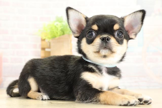 静岡県のチワワ(スムース) (Coo&RIKU浜松店/2025年11月2日生まれ/男の子/ブラックタンホワイト)の子犬の2枚目の画像