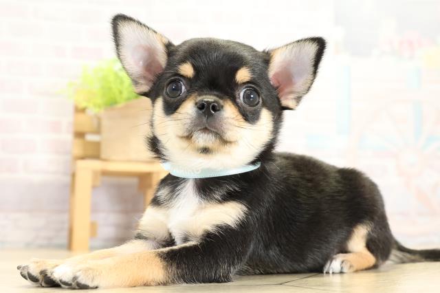 静岡県のチワワ(スムース) (Coo&RIKU浜松店/2025年11月2日生まれ/男の子/ブラックタンホワイト)の子犬の3枚目の画像