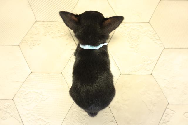 静岡県のチワワ(スムース) (Coo&RIKU浜松店/2025年11月2日生まれ/男の子/ブラックタンホワイト)の子犬の4枚目の画像