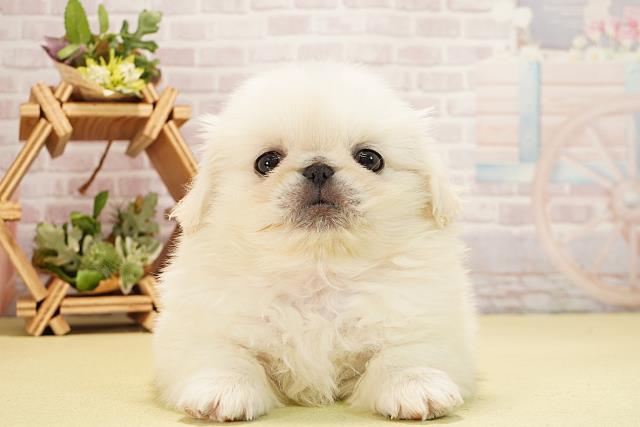静岡県のペキニーズ (Coo&RIKU静岡SBS通り店/2025年11月2日生まれ/女の子/ホワイト)の子犬の1枚目の画像