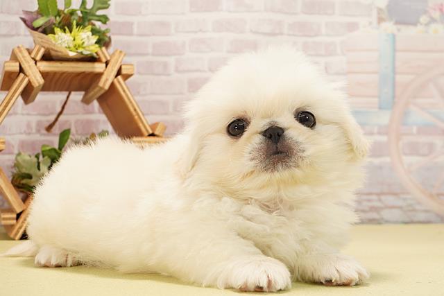 静岡県のペキニーズ (Coo&RIKU静岡SBS通り店/2025年11月2日生まれ/女の子/ホワイト)の子犬の2枚目の画像