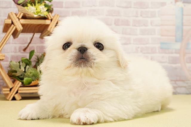 静岡県のペキニーズ (Coo&RIKU静岡SBS通り店/2025年11月2日生まれ/女の子/ホワイト)の子犬の3枚目の画像