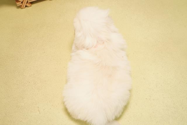 静岡県のペキニーズ (Coo&RIKU静岡SBS通り店/2025年11月2日生まれ/女の子/ホワイト)の子犬の4枚目の画像