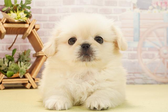 静岡県のペキニーズ (Coo&RIKU富士店/2025年11月2日生まれ/女の子/クリーム)の子犬の1枚目の画像