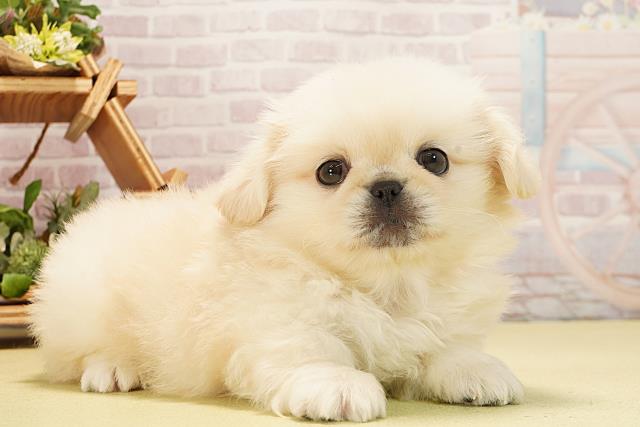 静岡県のペキニーズ (Coo&RIKU富士店/2025年11月2日生まれ/女の子/クリーム)の子犬の2枚目の画像