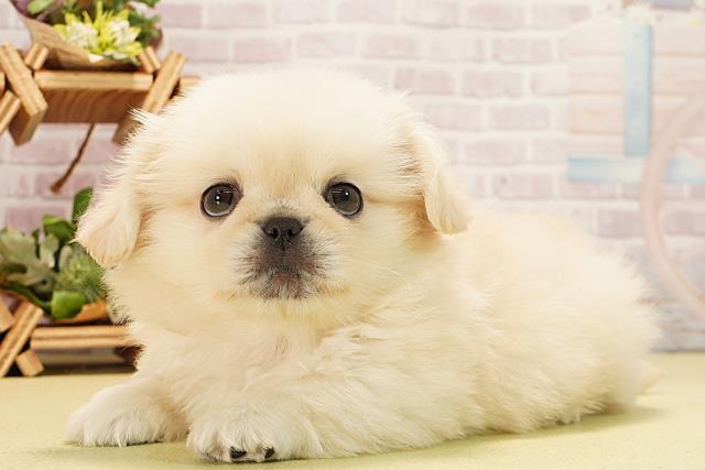 静岡県のペキニーズ (Coo&RIKU富士店/2025年11月2日生まれ/女の子/クリーム)の子犬の3枚目の画像