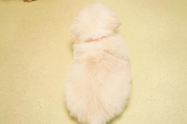 静岡県のペキニーズ (Coo&RIKU富士店/2025年11月2日生まれ/女の子/クリーム)の子犬の4枚目の画像