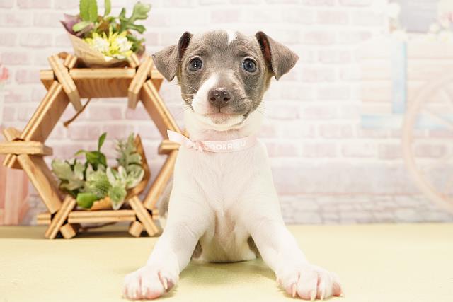 静岡県のイタリアングレーハウンド (Coo&RIKU浜松店/2025年11月1日生まれ/女の子/ブルーホワイトマーキングス)の子犬の1枚目の画像